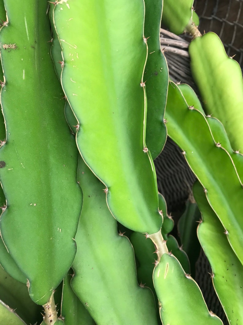 May include: Close-up of vibrant green dragon fruit plant stems. The stems have a flat, segmented shape with small, sharp spines along the edges. The plant's texture is smooth with a slight sheen, and the overall appearance is fresh and healthy.