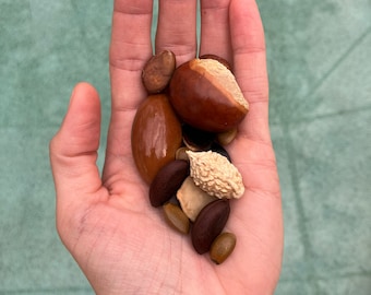 Tropical Fruit Tree Seeds (Assorted)