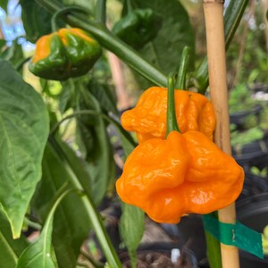 May include: Close-up of vibrant orange peppers growing on a plant. The peppers have a wrinkled texture and are contrasted by the green leaves and stems. A bamboo stake supports the plant, with a green tag attached.