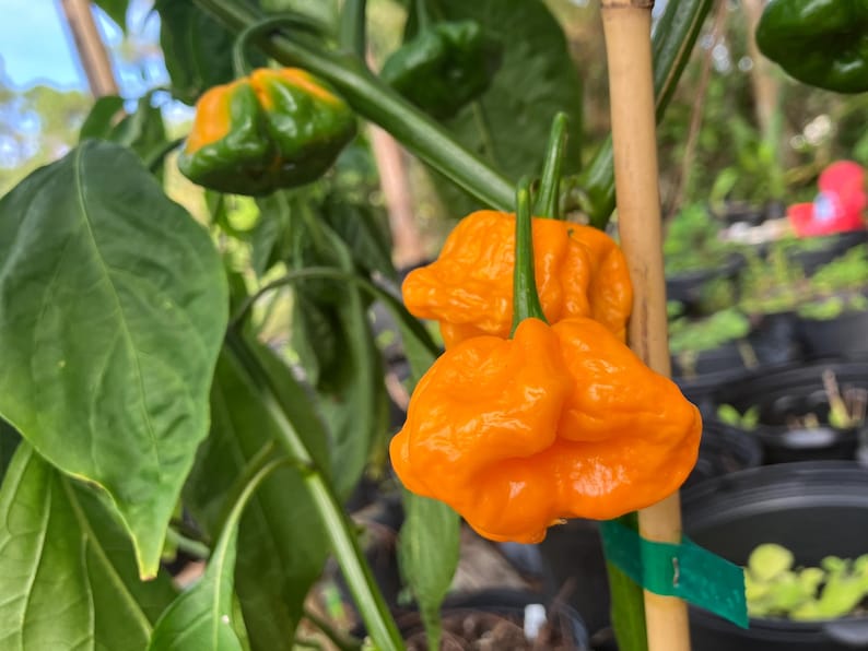 May include: Close-up of vibrant orange peppers growing on a plant. The peppers have a wrinkled texture and are contrasted by the green leaves and stems. A bamboo stake supports the plant, with a green tag attached.