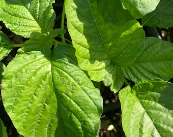 Large-Leaf Callaloo Seeds (Amaranthus sp.)