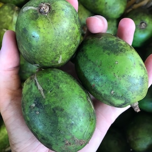 June Plums // Ambarella — Fresh Tropical Fruit — IN SEASON