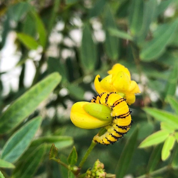 Privet Cassia Seeds (Senna ligustrina)
