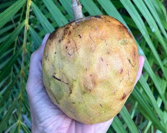 Yellow Custard Apple Seeds (Annona Reticulata Blanco)