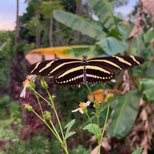 May include: A zebra longwing butterfly with elongated black wings featuring horizontal yellow stripes and a row of small white dots along the lower edges, resting on a thin green stem with small white flowers and yellow centers.
