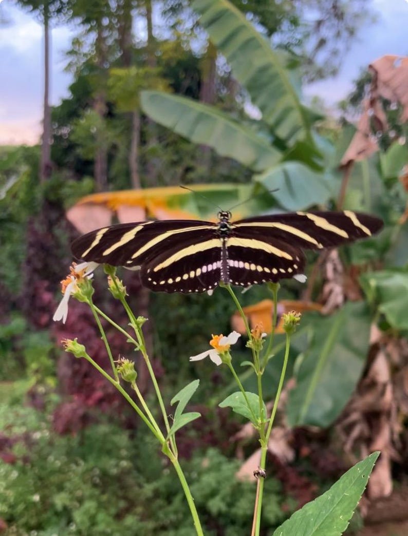 May include: A zebra longwing butterfly with elongated black wings featuring horizontal yellow stripes and a row of small white dots along the lower edges, resting on a thin green stem with small white flowers and yellow centers.