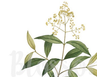 Foliage Vintage Plant Branch PNG for Digital Artwork, Invitations, scrapbook, collage, prints - 2170