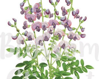 Flower Clip Art Digital Download Purple Flower Clip Art for invitations, artwork, prints - 2088