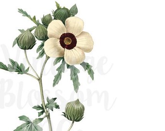 White Flower, Clipart Vintage Flower Digital Download PNG Illustration, Digital Graphic, Botany Clipart - 1295