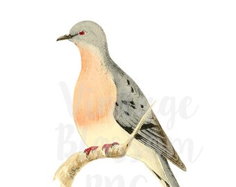 Dove Vintage Image Vintage Bird Illustration PNG JPG Files Digital Download for Invitations, Collage, Scrapbooking, Botany Clipart - 1235