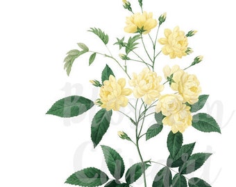 Vintage Rose PNG JPG Yellow Roses Clipart Vintage Illustration for Digital Artwork, invitations, scrapbooking, collage - 1416