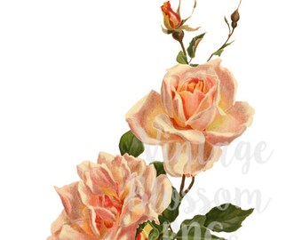 Vintage Rose PNG JPG Rose Clipart Vintage Illustration, Digital Download for Digital Artwork, invitations, scrapbooking, collage - 1101
