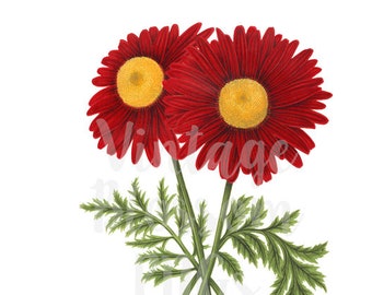 Red Flower Clipart PNG Illustration, Clipart Flower Digital Download PNG Illustration, Digital Graphic, Botany Clipart - 1221