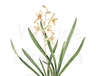 Vintage Flower Digital Download PNG JPG Illustration, Digital Graphic Transparent Background, Botany Clipart - 1058