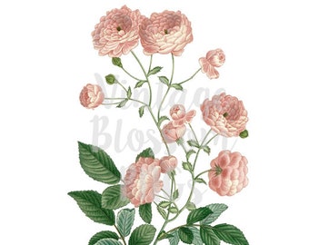 Clip Art Vintage Rose, Rose Clipart, Vintage Graphic PNG Rose Clipart, Clip Art Rose, Digital Download - 1177