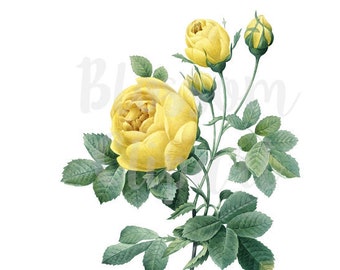 Yellow Roses, Vintage Roses Clip Art Illustration, Digital Vintage Image for invitation, collage, prints - 1415