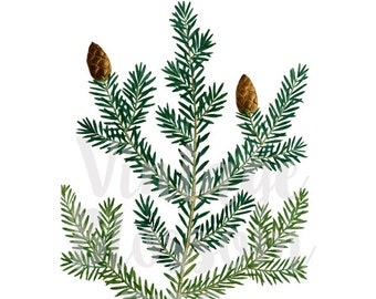 Botanical Pine Branch Clip Art Foliage for Invitations, Collage, Scrapbooking Digital Download PNG Illustration, Botany Clipart - 1150