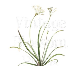 Clip Art Flower White Botanical Flower Digital Image with no background - PNG flower - Instant Download - Carnation Vintage Image - 1039