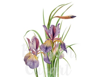 Clipart Flower Digital Download PNG Illustration for digital creations, artwork - 1806