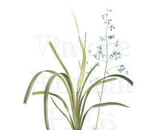 Botanical Illustration PNG and JPG Files Digital Download for Invitations, Collage, Scrapbooking, Botany Clipart - 1042