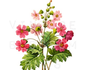 Flower Clip Art, Vintage Graphic PNG Illustration, Digital Graphic, Digital Art, Red Floral Transparent Background Clipart - 1003