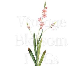 Clipart Flower, PNG JPG Botanical Flower Clip Art for Invitations, Collage, Scrapbooking -Digital Download PNG Illustration - 1067