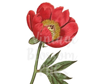 Vintage Flower PNG Illustration, Clipart Vintage Illustration, Digital Download PNG Illustration for digital Artwork, prints - 1121