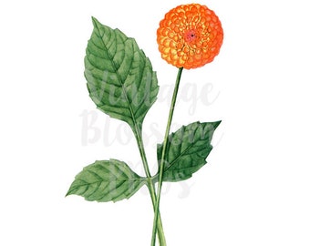 Clipart bloem botanische Vintage bloem illustraties voor uitnodigingen, Collage, Scrapbooking - digitale Download PNG afbeelding - 1194