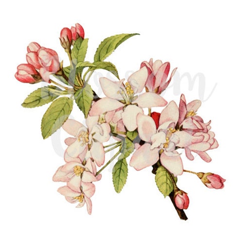 Blossom Floral Clip Art Vintage Flowers for Digital Artwork Etsy