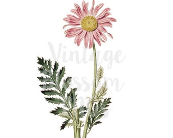 Daisy Clipart Flower Vintage Illustration, Digital Download PNG Illustration, Digital Graphic, Botany Clipart - 1135