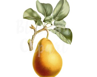 Pear Branch Clipart, Botanical Illustration CLipart for invitations, scrapbooking, collage, prints - 1622