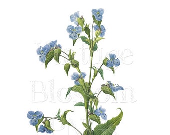 Botanical Clipart Vintage PNG Blue Flower Clip Art for Invitations, Collage, Scrapbooking, Digital Download Illustration, Clipart 1055