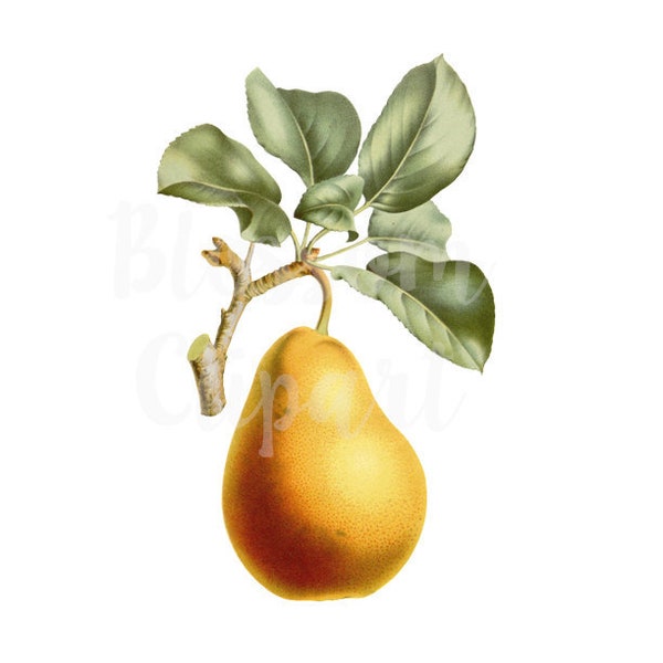 Pear Branch Clipart, Botanical Illustration CLipart for invitations, scrapbooking, collage, prints - 1622