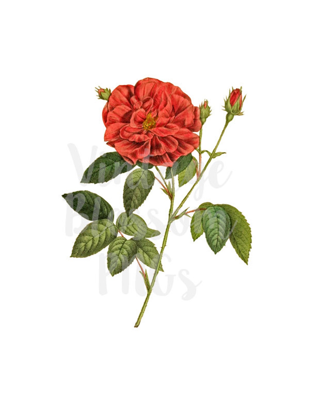 Red Rose Clip Art Vintage Graphic Png Rose Clipart Clip Art Etsy