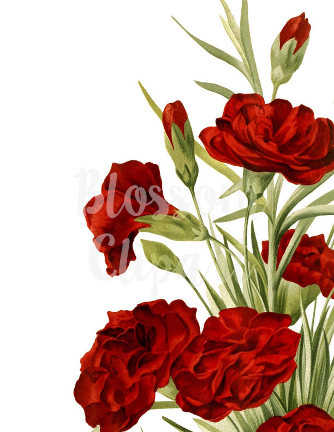 Red Carnation Clip art Flower Vintage for Invitations Etsy