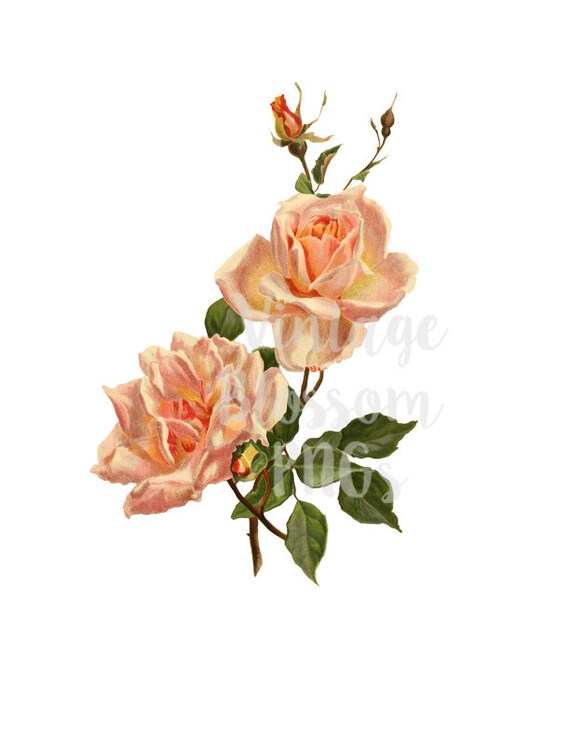 Vintage Rose PNG JPG Rose Clipart Vintage Illustration | Etsy