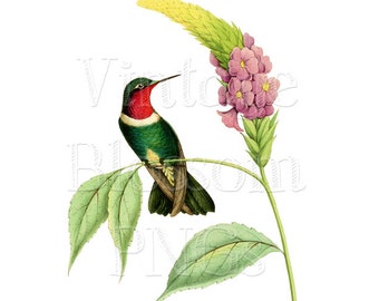 Bird Image Vintage Bird Illustration PNG JPG Files Digital Download for Invitations, Collage, Scrapbooking, Botany Clipart - 1085