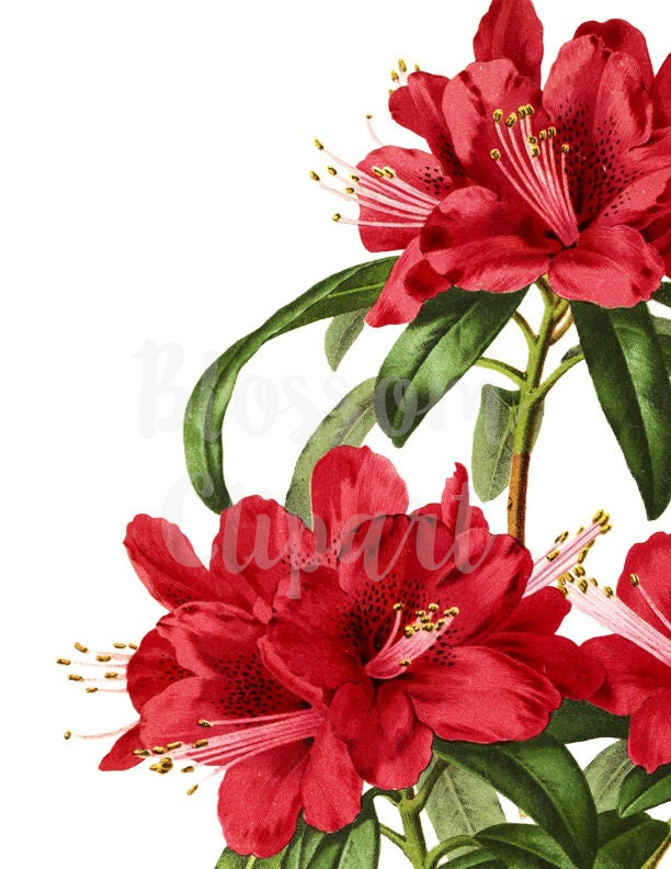 Clipart Red Flower Graphic Vintage Floral Clip Art PNG for Etsy