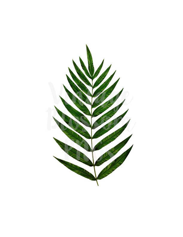 Leaves Clipart PNG Vintage Illustration Vintage Leaf Digital | Etsy