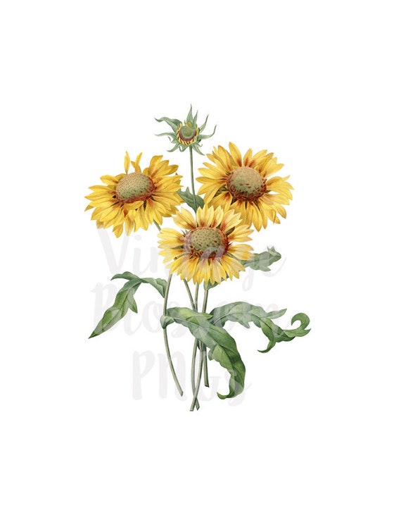 Free Free 242 Clipart Sunflower SVG PNG EPS DXF File