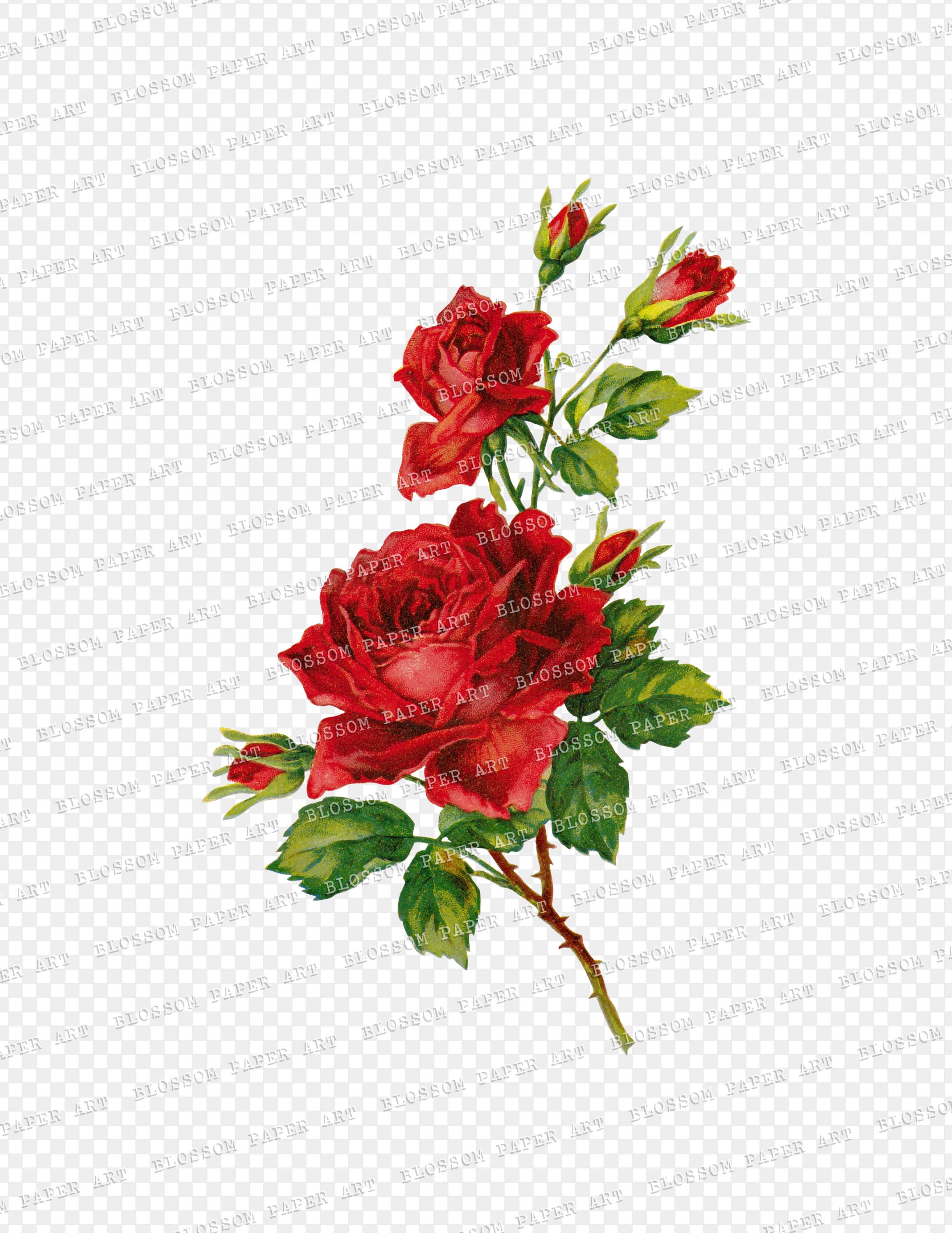 Vintage Red Rose Clip Art