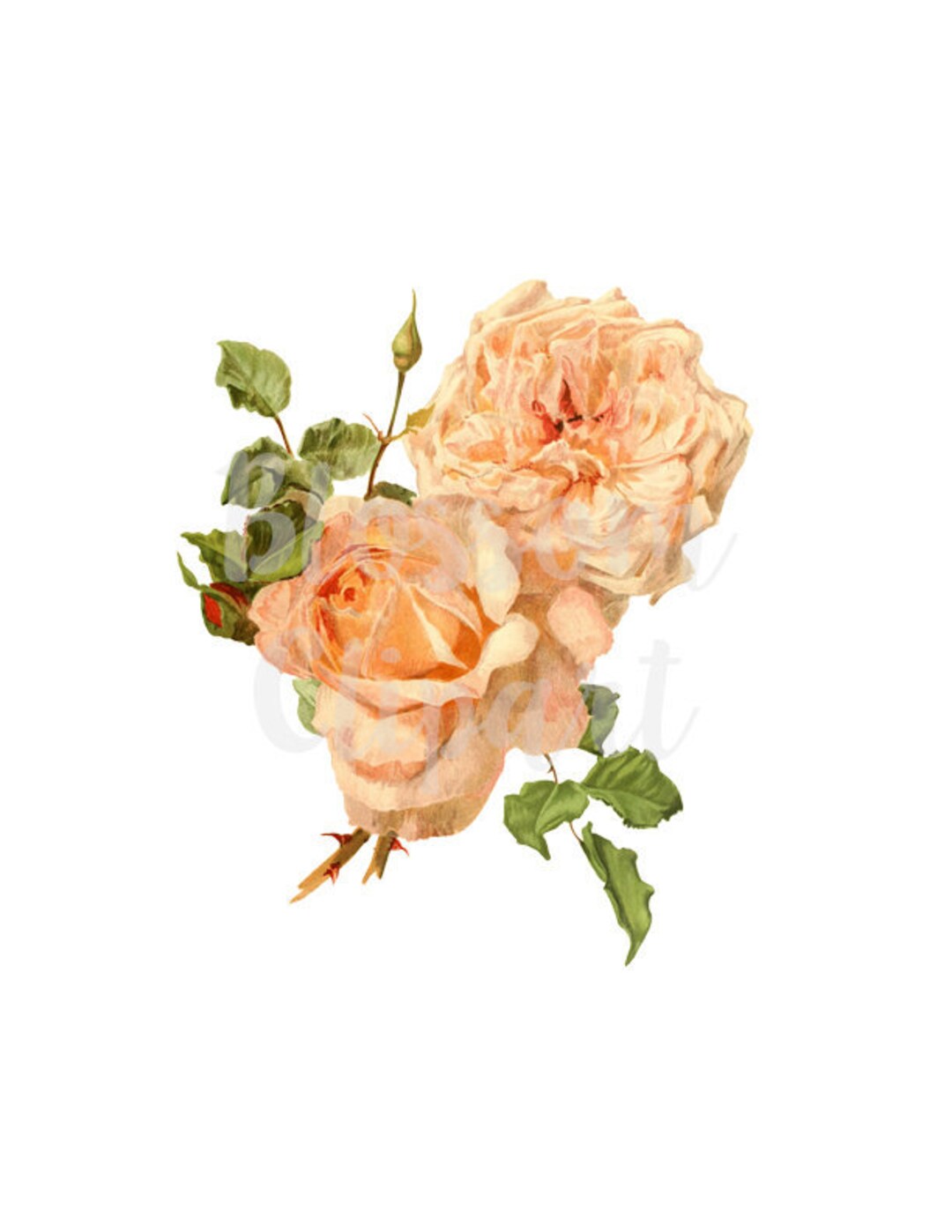 Rose Clipart Vintage Rose Clipart, Vintage Roses Clip Art Digital