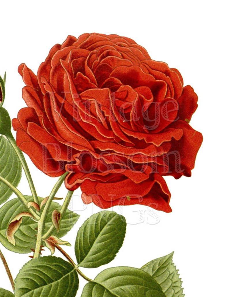 PNG Vintage Rose Clip Art Red Rose Illustration Digital | Etsy