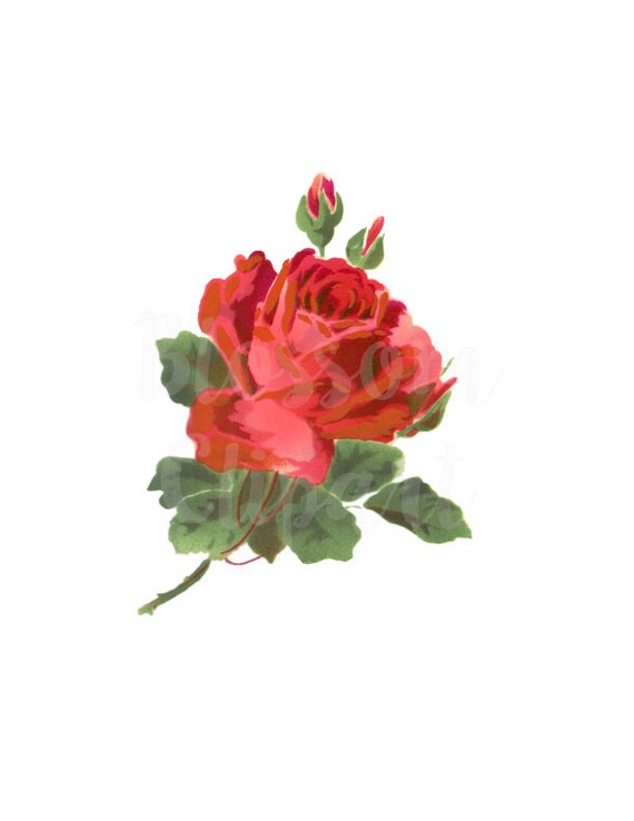 Digital Download Vintage Red Rose PNG Clip Art Rose for | Etsy
