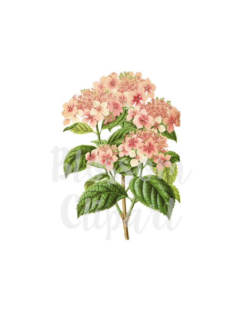 Botany Clipart Vintage Clip Art Flower PNG JPG Clipart Vintage Illustration Digital Download PNG Illustration Digital Graphic 2250