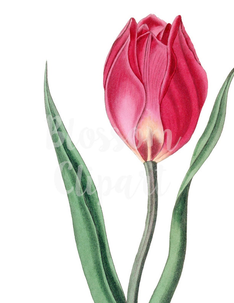 Tulip Flower Digital Download Botanical Clip Art for | Etsy