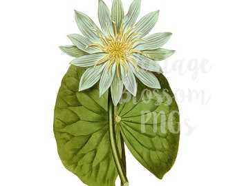 Lotus Flower Clipart Antique Illustration Clip Art PNG JPG Antique Flower Clip Art Digital Download Illustration, Botany Clipart - 1137