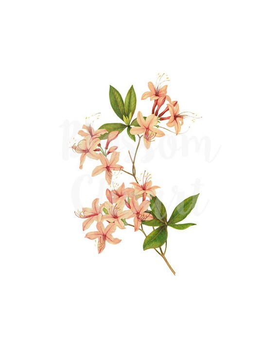 Digital Download PNG Pink Flowers Clipart for Invitations | Etsy