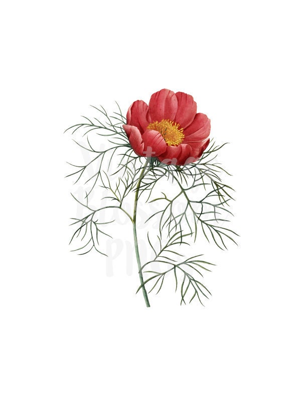 Clipart Flower Botanical Clip Art for Invitations scrapbook | Etsy