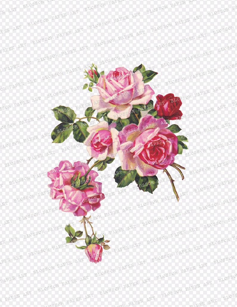 Pink Roses PNG Clipart Set Vintage Roses Floral Elements - Etsy